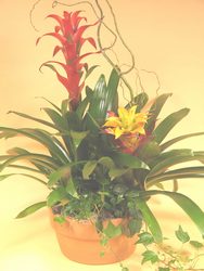 Double Bromiliad Panter